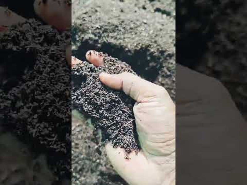 Vermi Compost Fertilizer - Image 4