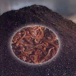 Vermi Compost Fertilizer