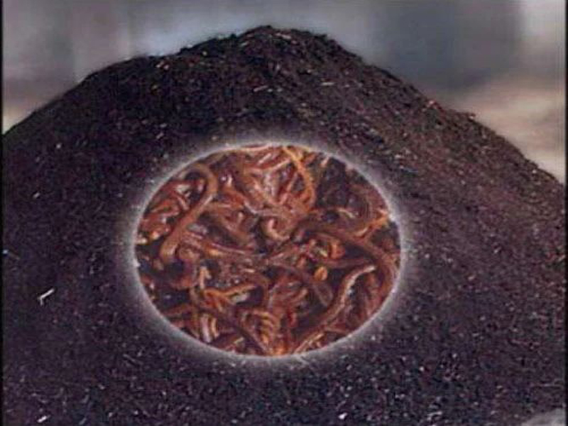 vermi-compost-500x500