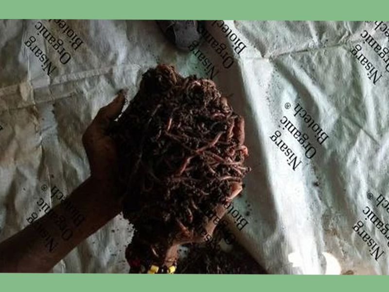 Vermi Compost Fertilizer - Image 2