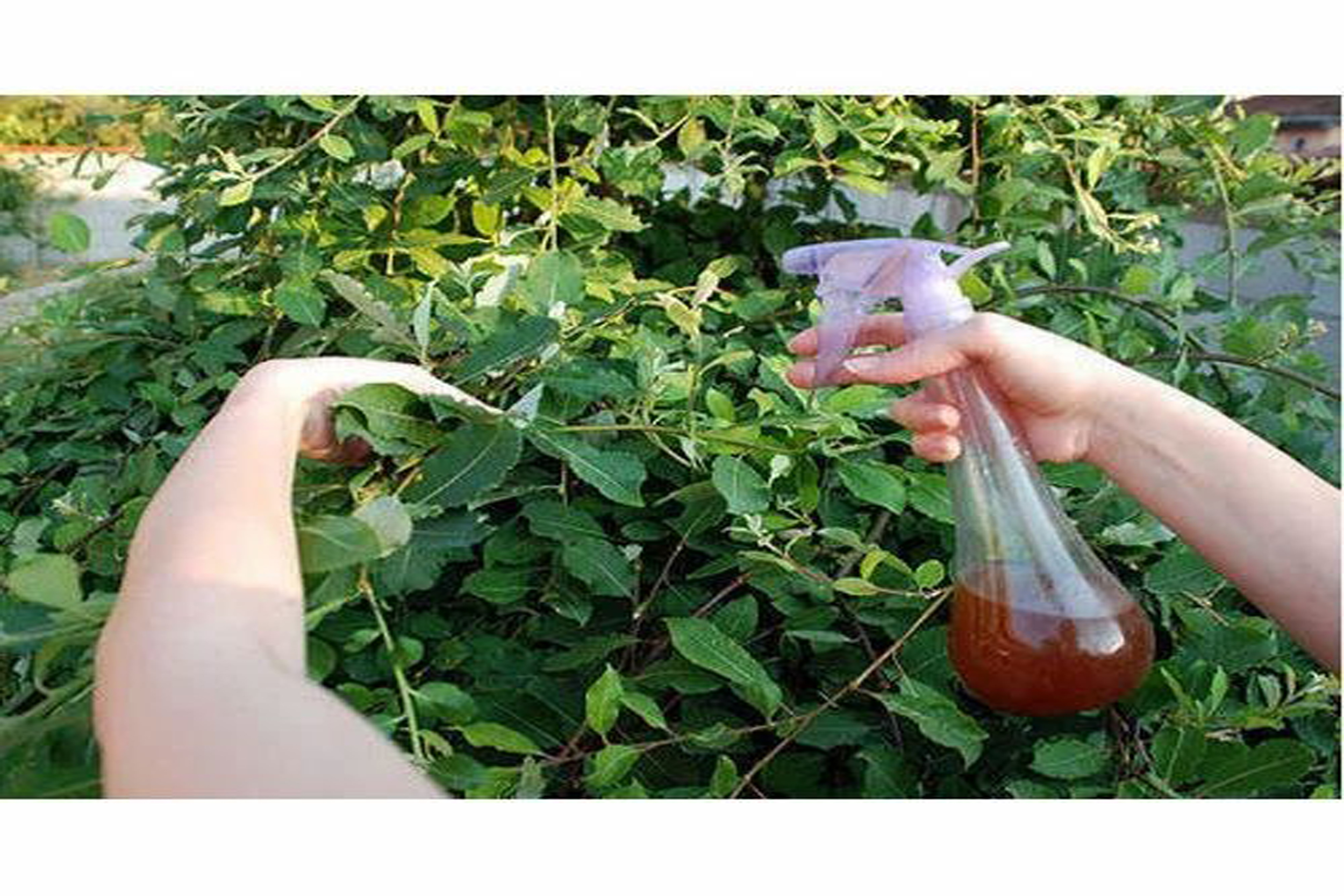 vermiwash-liquid-500x500